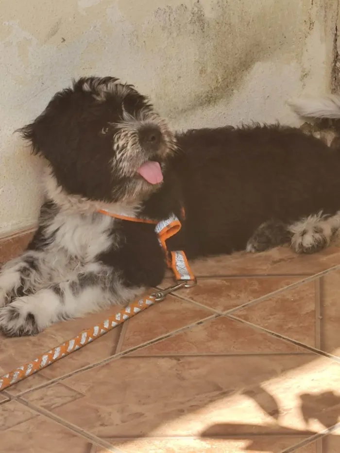 Cachorro ra a SRD-ViraLata idade 2 a 6 meses nome BILLY 