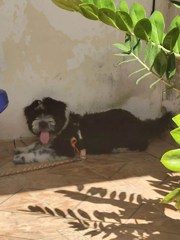 Cachorro ra a SRD-ViraLata idade 2 a 6 meses nome BILLY 