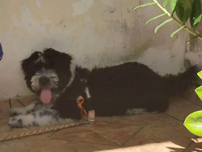 Cachorro ra a SRD-ViraLata idade 2 a 6 meses nome BILLY 