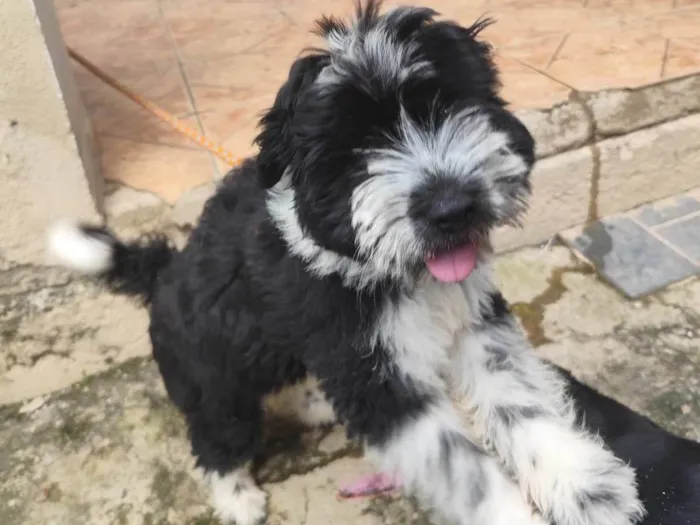 Cachorro ra a SRD-ViraLata idade 2 a 6 meses nome BILLY 