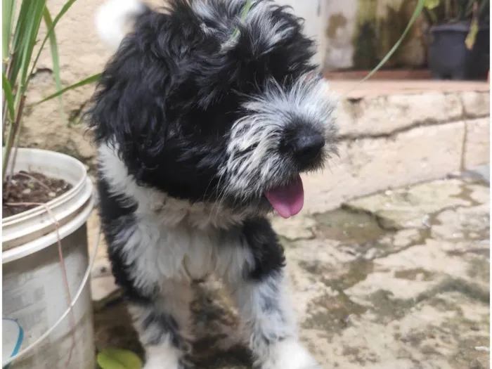 Cachorro ra a SRD-ViraLata idade 2 a 6 meses nome BILLY 