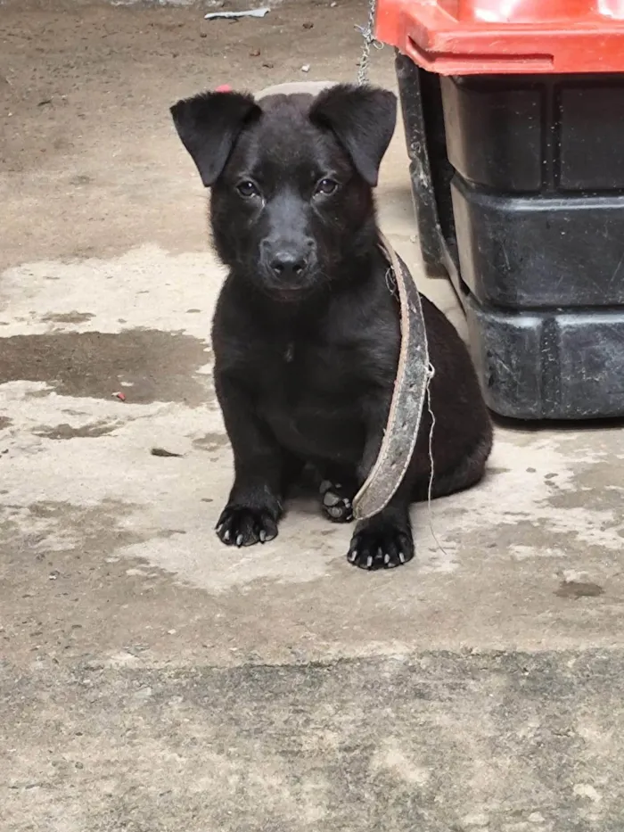 Cachorro ra a SRD-ViraLata idade 2 a 6 meses nome Cachorro DUDU