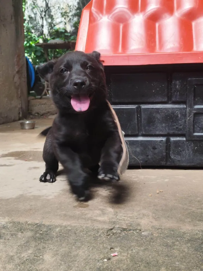 Cachorro ra a SRD-ViraLata idade 2 a 6 meses nome Cachorro DUDU