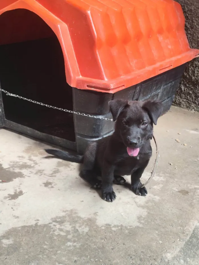 Cachorro ra a SRD-ViraLata idade 2 a 6 meses nome Cachorro DUDU