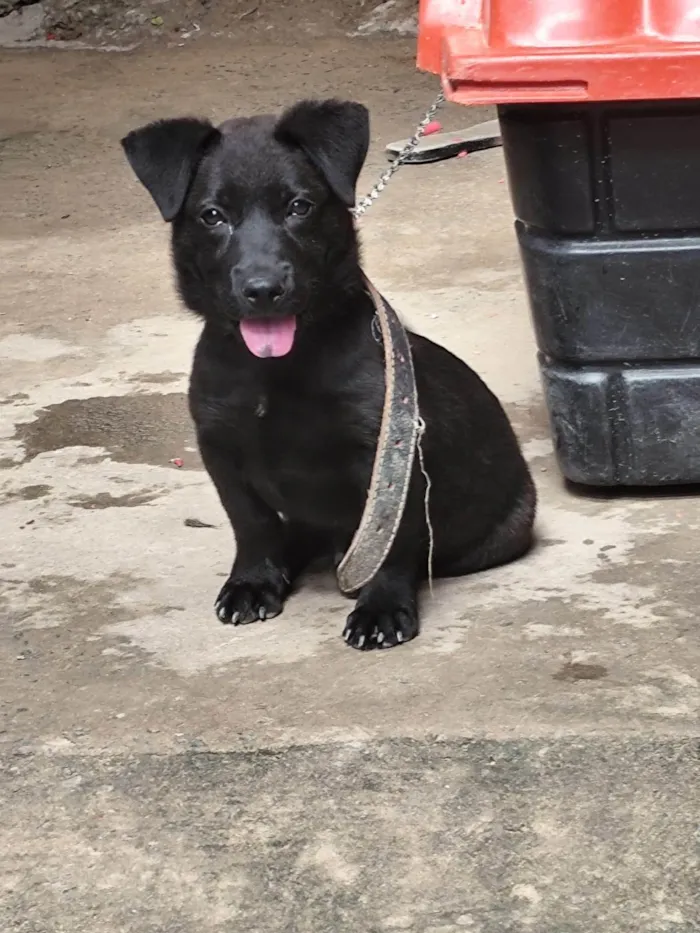 Cachorro ra a SRD-ViraLata idade 2 a 6 meses nome Cachorro DUDU