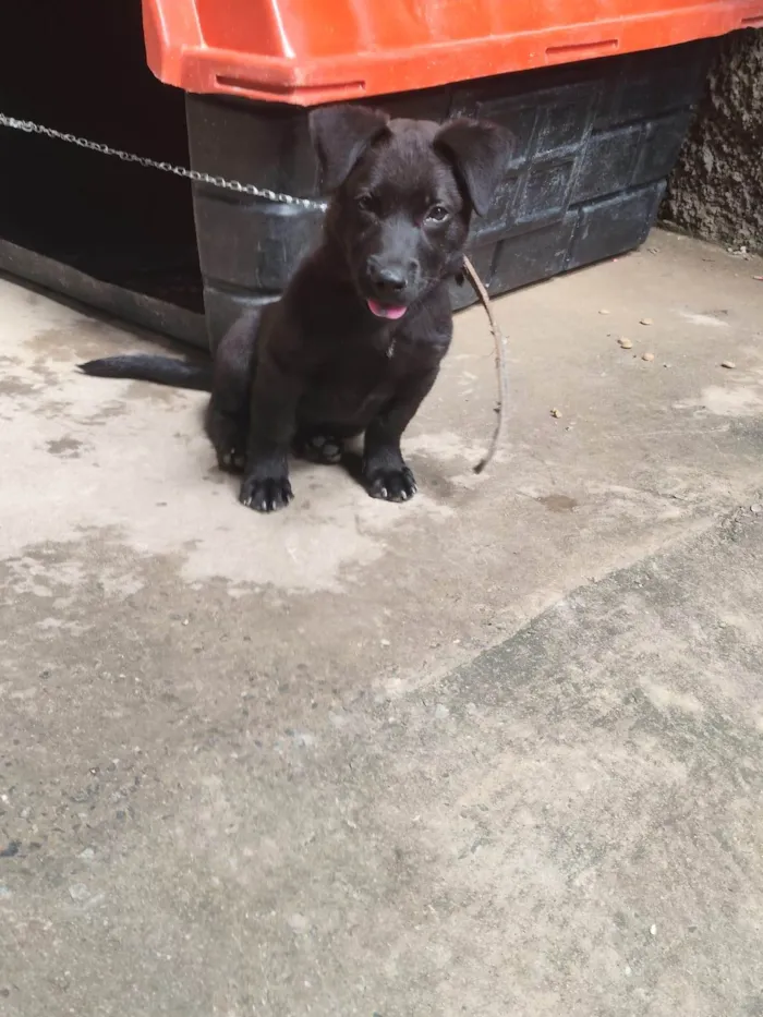 Cachorro ra a SRD-ViraLata idade 2 a 6 meses nome Cachorro DUDU