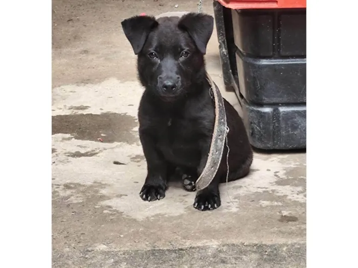 Cachorro ra a SRD-ViraLata idade 2 a 6 meses nome Cachorro DUDU