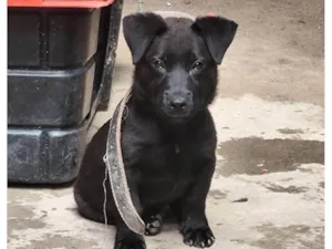 Cachorro raça SRD-ViraLata idade 2 a 6 meses nome Cachorro DUDU