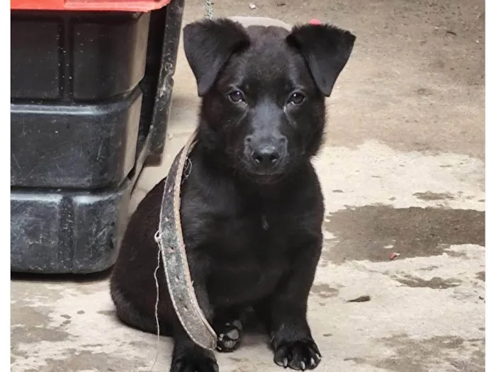 Cachorro ra a SRD-ViraLata idade 2 a 6 meses nome Cachorro DUDU