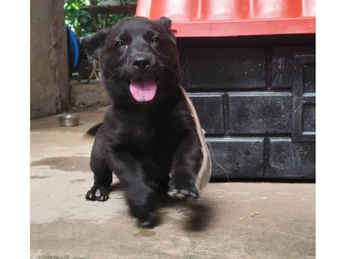 Cachorro ra a SRD-ViraLata idade 2 a 6 meses nome Cachorro DUDU