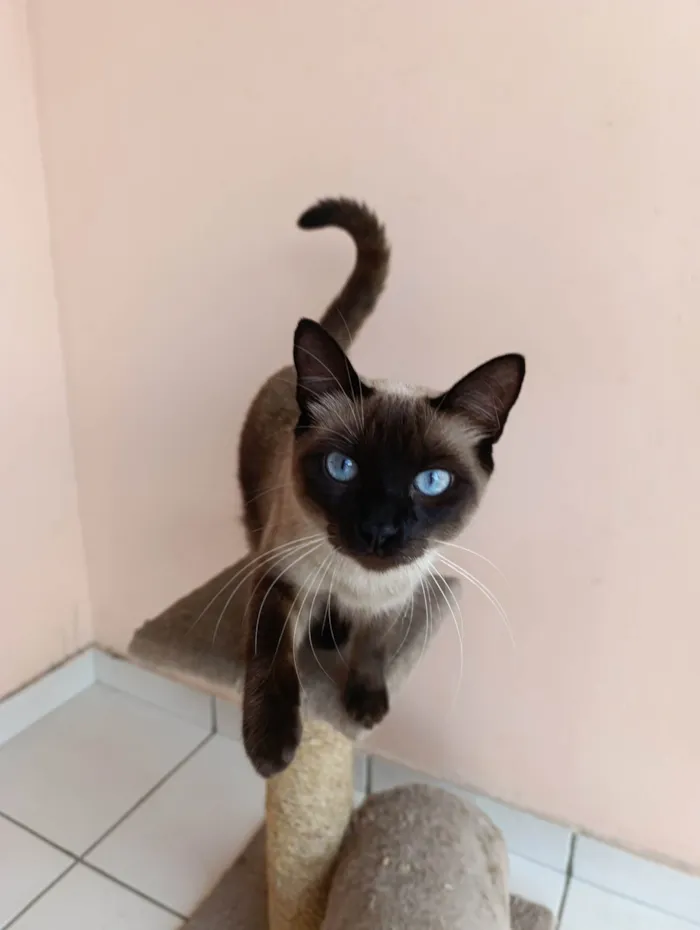 Gato ra a Siamês idade 1 ano nome Pitica 