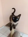 Pitica