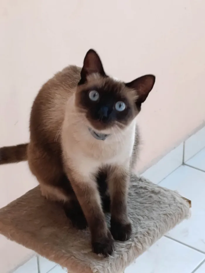 Gato ra a Siamês idade 1 ano nome Pitica 