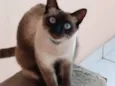 Pitica