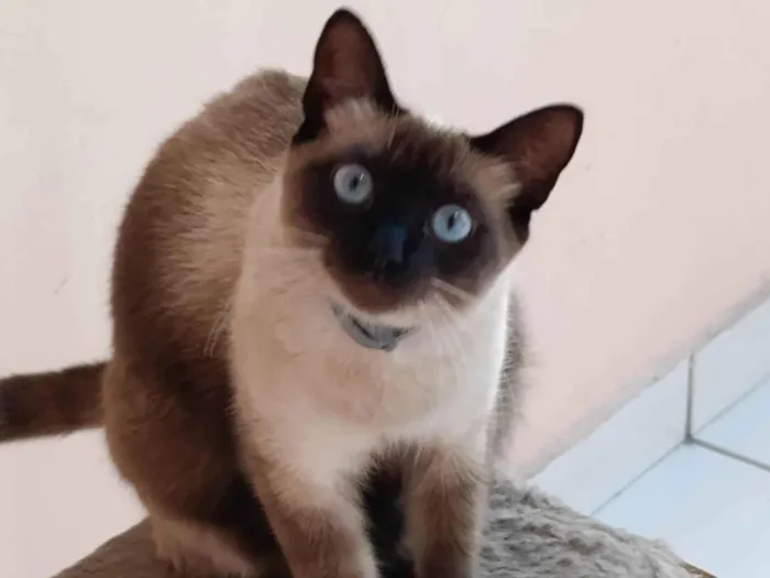 Gato ra a Siamês idade 1 ano nome Pitica 