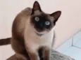 Pitica