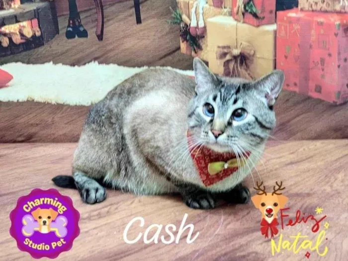 Gato ra a SRD-ViraLata idade 5 anos nome Cash