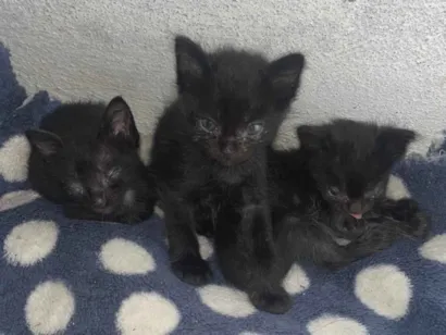 Gato raça SRD-ViraLata idade Abaixo de 2 meses nome Carolina Marques