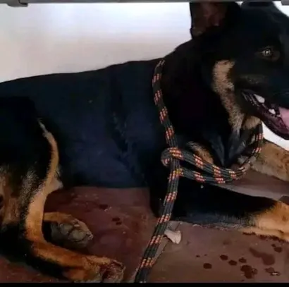 Cachorro raça Pastor Alemão idade 3 anos nome Thor