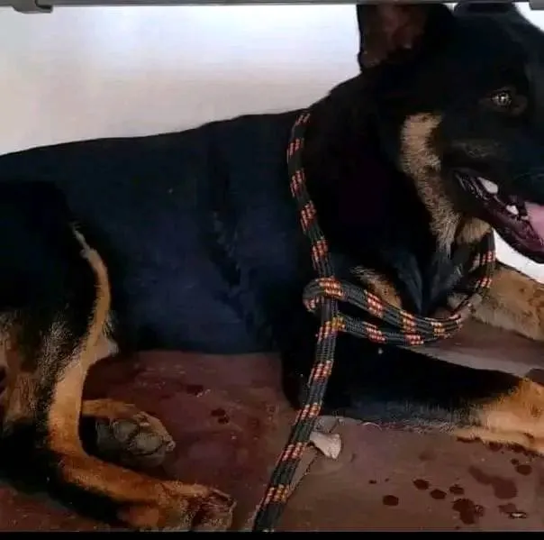 Cachorro ra a Pastor Alemão idade 3 anos nome Thor