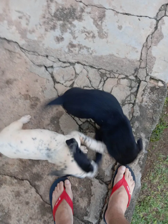 Cachorro ra a Dálmata idade 2 a 6 meses nome Panda/pitchuquinha/Floquinho/paçoca 