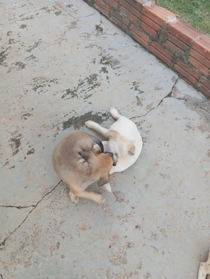 Cachorro ra a Dálmata idade 2 a 6 meses nome Panda/pitchuquinha/Floquinho/paçoca 