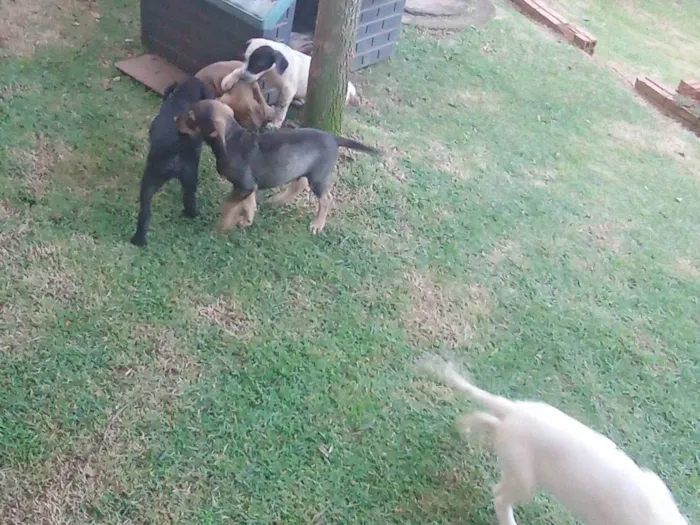 Cachorro ra a Dálmata idade 2 a 6 meses nome Panda/pitchuquinha/Floquinho/paçoca 