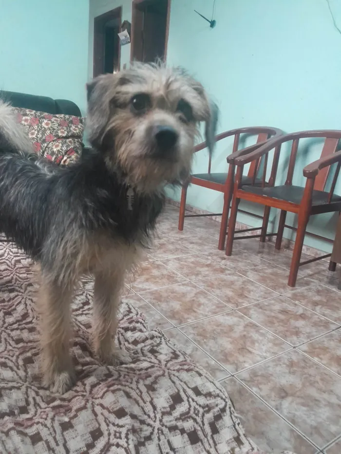 Cachorro ra a SRD-ViraLata idade 7 a 11 meses nome Kate