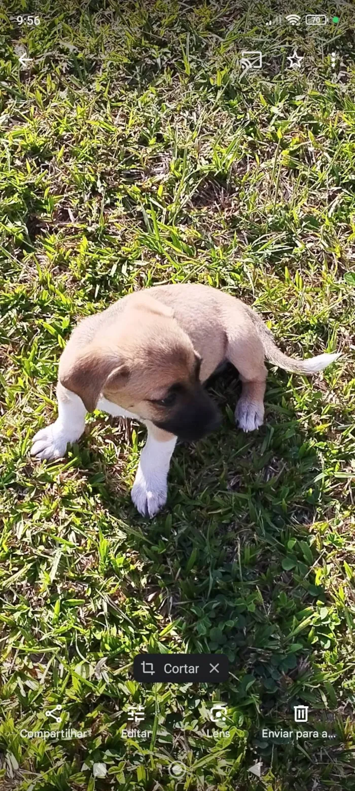 Cachorro ra a SRD-ViraLata idade 2 a 6 meses nome Pingo