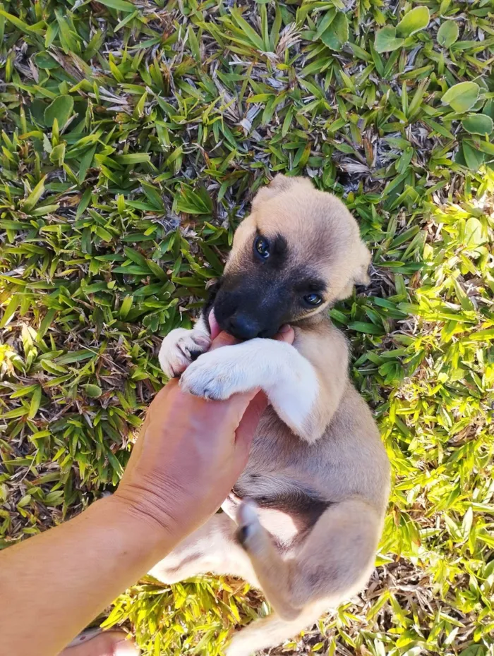 Cachorro ra a SRD-ViraLata idade 2 a 6 meses nome Pingo