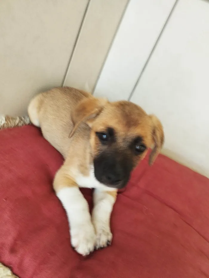 Cachorro ra a SRD-ViraLata idade 2 a 6 meses nome Pingo