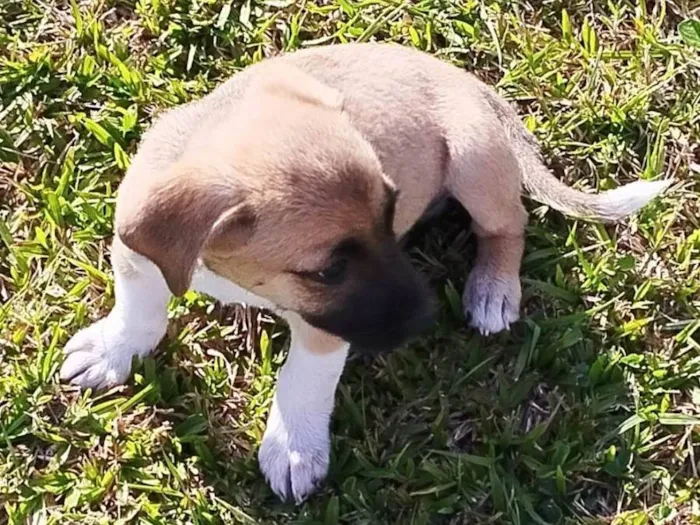 Cachorro ra a SRD-ViraLata idade 2 a 6 meses nome Pingo