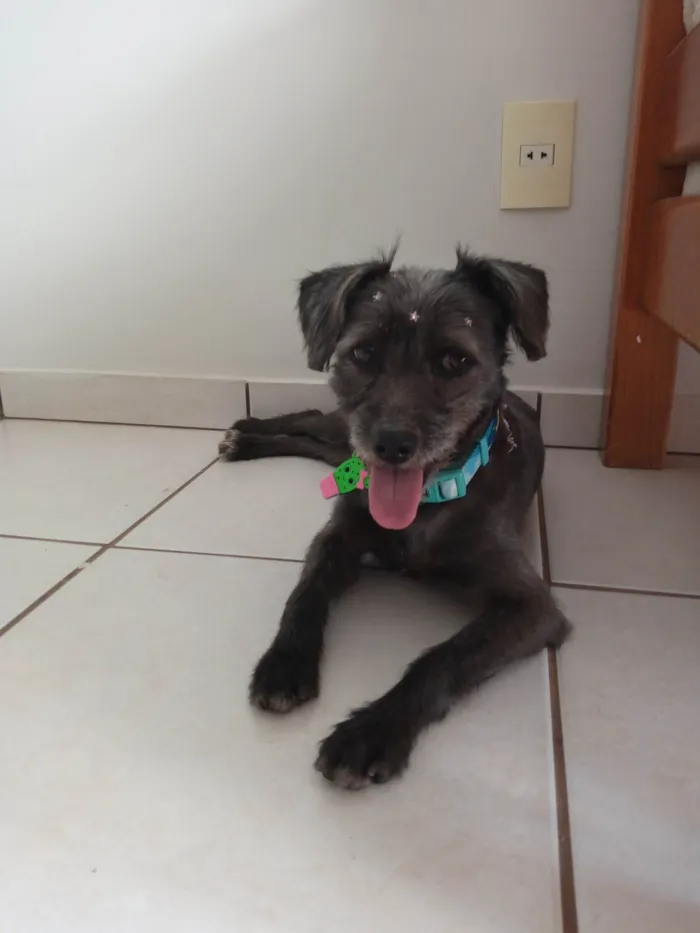 Cachorro ra a SRD-ViraLata idade 1 ano nome Cinza