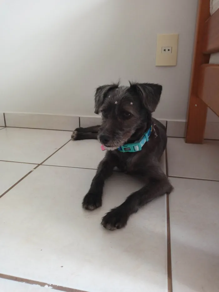 Cachorro ra a SRD-ViraLata idade 1 ano nome Cinza