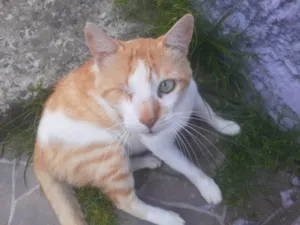 Gato raça SRD-ViraLata idade 4 anos nome potter