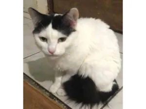 Gato raça SRD-ViraLata idade 4 anos nome Frajolinha 