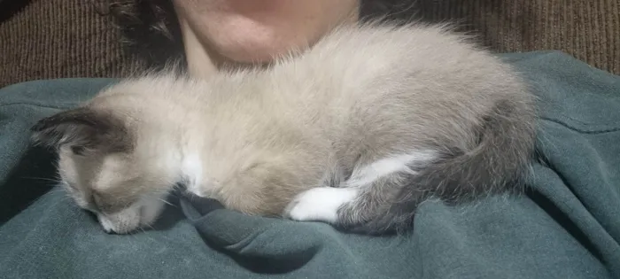 Gato ra a Siamês idade 2 a 6 meses nome Sem Nome