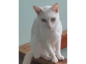 Gato raça SRD-ViraLata idade 6 ou mais anos nome Fernando