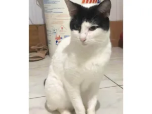 Gato raça SRD-ViraLata idade 5 anos nome Sem nome