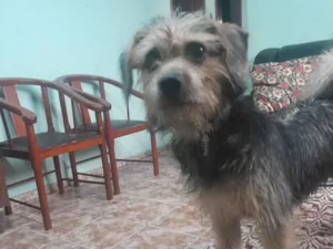 Cachorro raça SRD-ViraLata idade 7 a 11 meses nome Kate