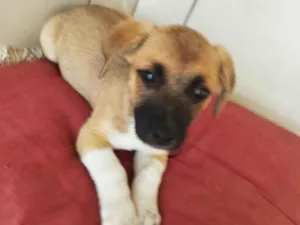 Cachorro raça SRD-ViraLata idade 2 a 6 meses nome Pingo