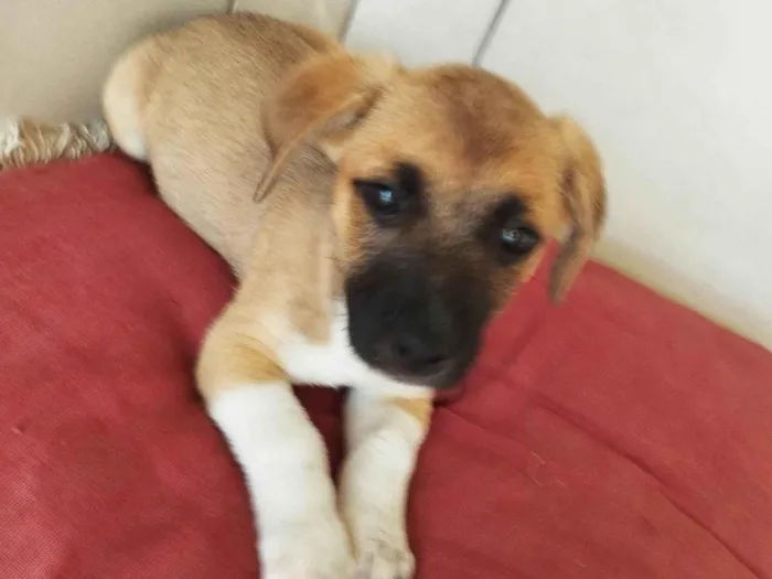 Cachorro ra a SRD-ViraLata idade 2 a 6 meses nome Pingo