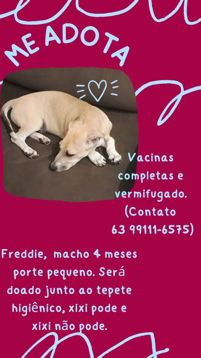 Cachorro ra a SRD-ViraLata idade 2 a 6 meses nome Freddie