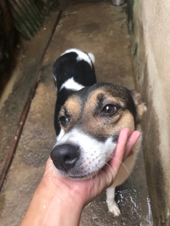 Cachorro ra a SRD-ViraLata idade 2 anos nome Cristal 