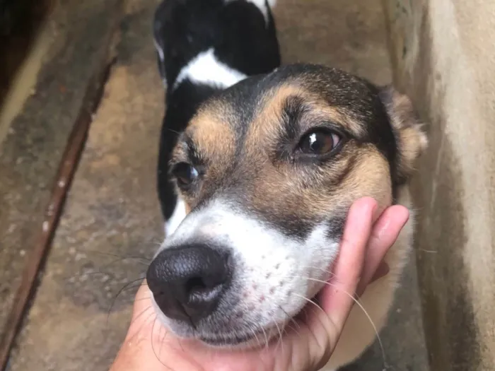 Cachorro ra a SRD-ViraLata idade 2 anos nome Cristal 