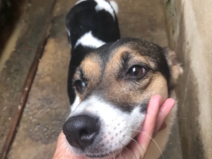 Cachorro ra a SRD-ViraLata idade 2 anos nome Cristal 