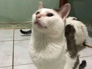 Gato raça SRD-ViraLata idade 5 anos nome Franjinha 