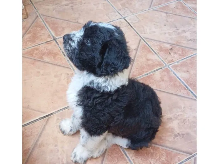 Cachorro ra a SRD-ViraLata idade 2 a 6 meses nome Billy