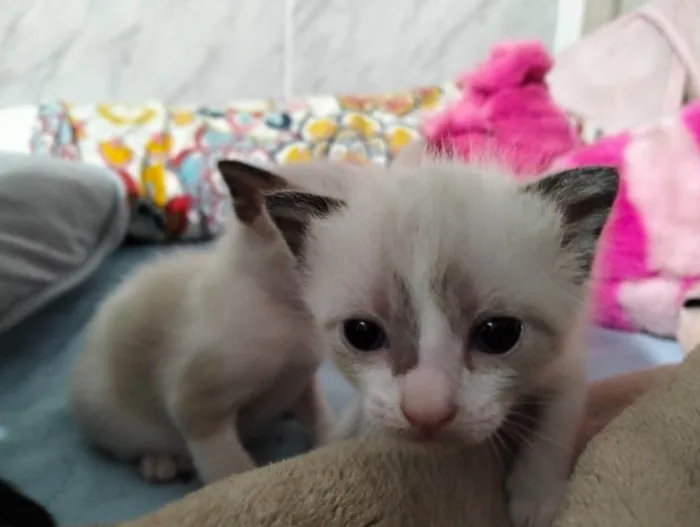 Gato ra a SRD-ViraLata idade Abaixo de 2 meses nome GATINHOS PARA ADOÇÃO