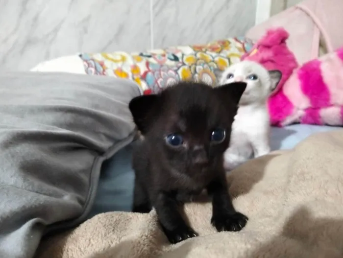 Gato ra a SRD-ViraLata idade Abaixo de 2 meses nome GATINHOS PARA ADOÇÃO